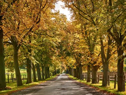 Herbstliche Baumallee